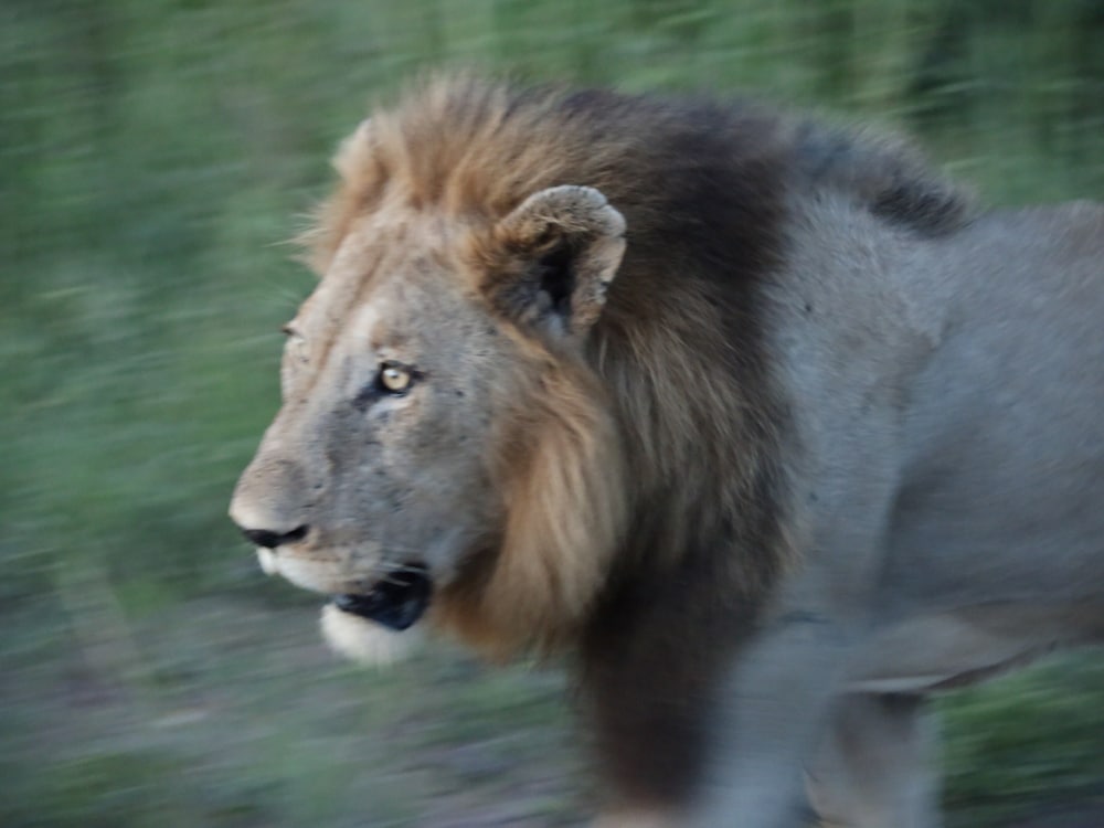 Kruger Park Tours