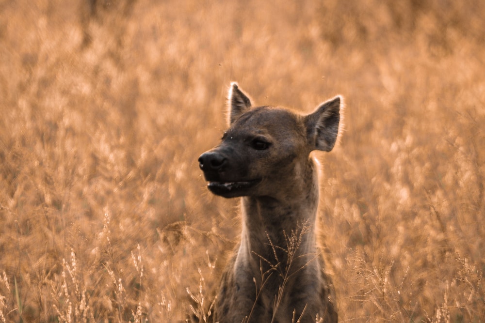Plains Camp @ Rhino Walking Safaris