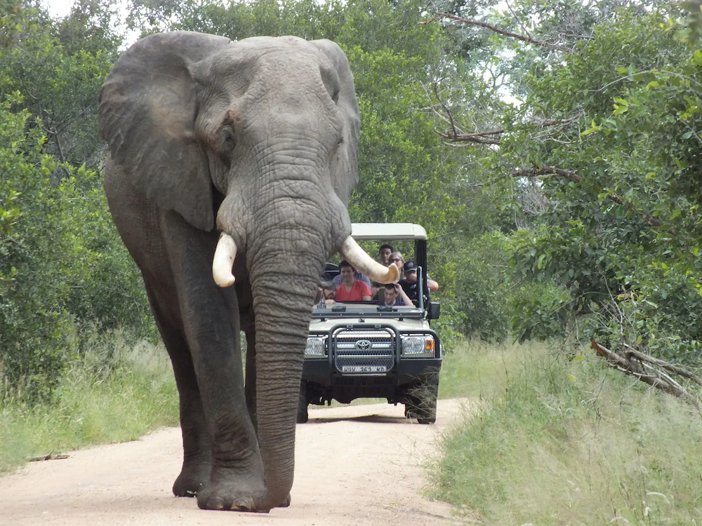 Plains Camp @ Rhino Walking Safaris