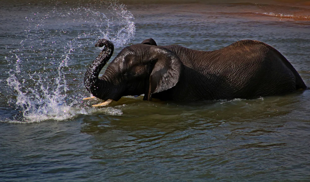 Plains Camp @ Rhino Walking Safaris