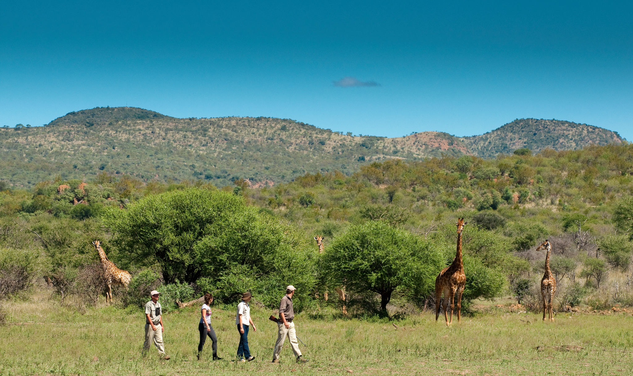 Madikwe Safari Lodge