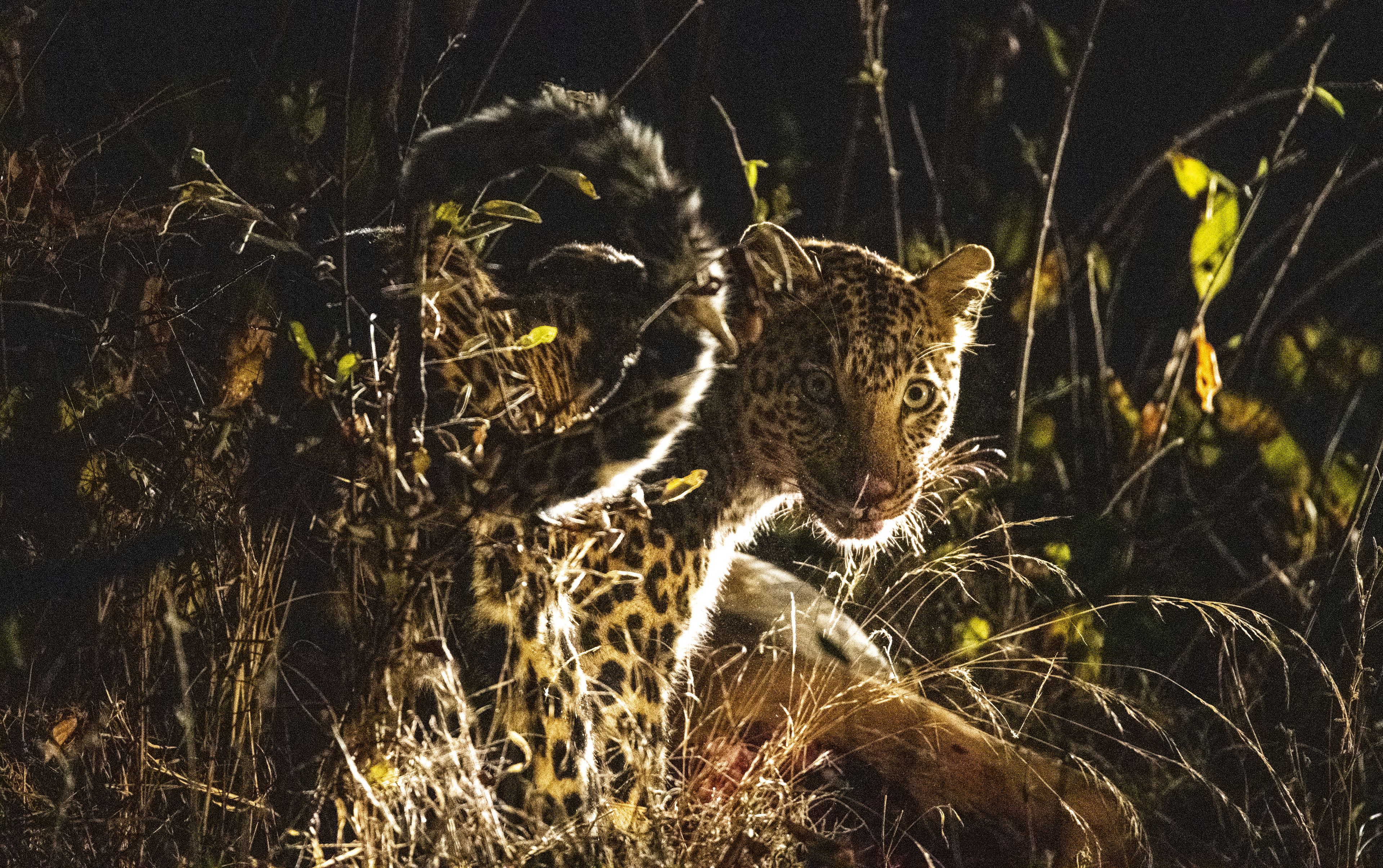 Toro River Lodges Big 5 Safari