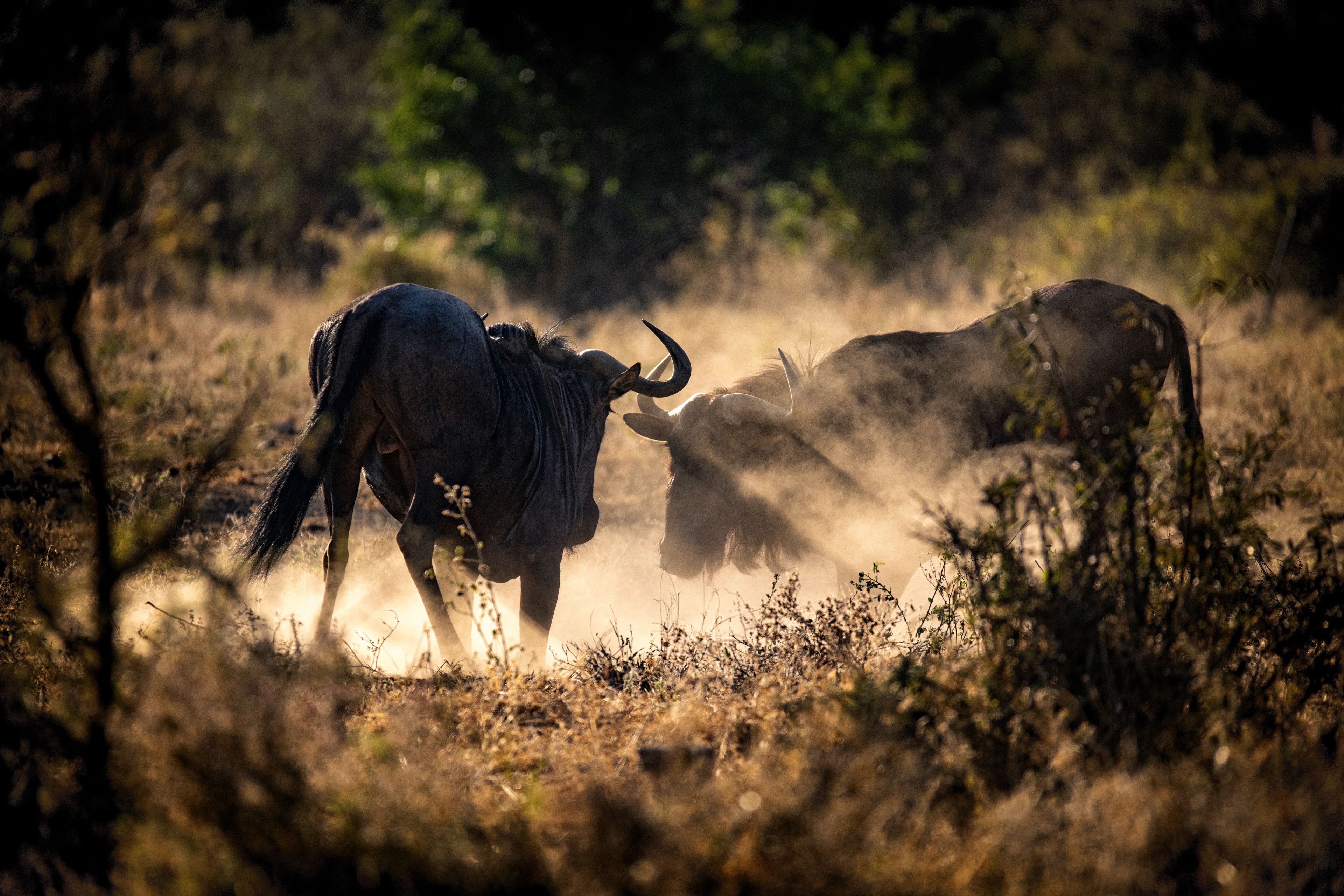 Toro River Lodges Big 5 Safari
