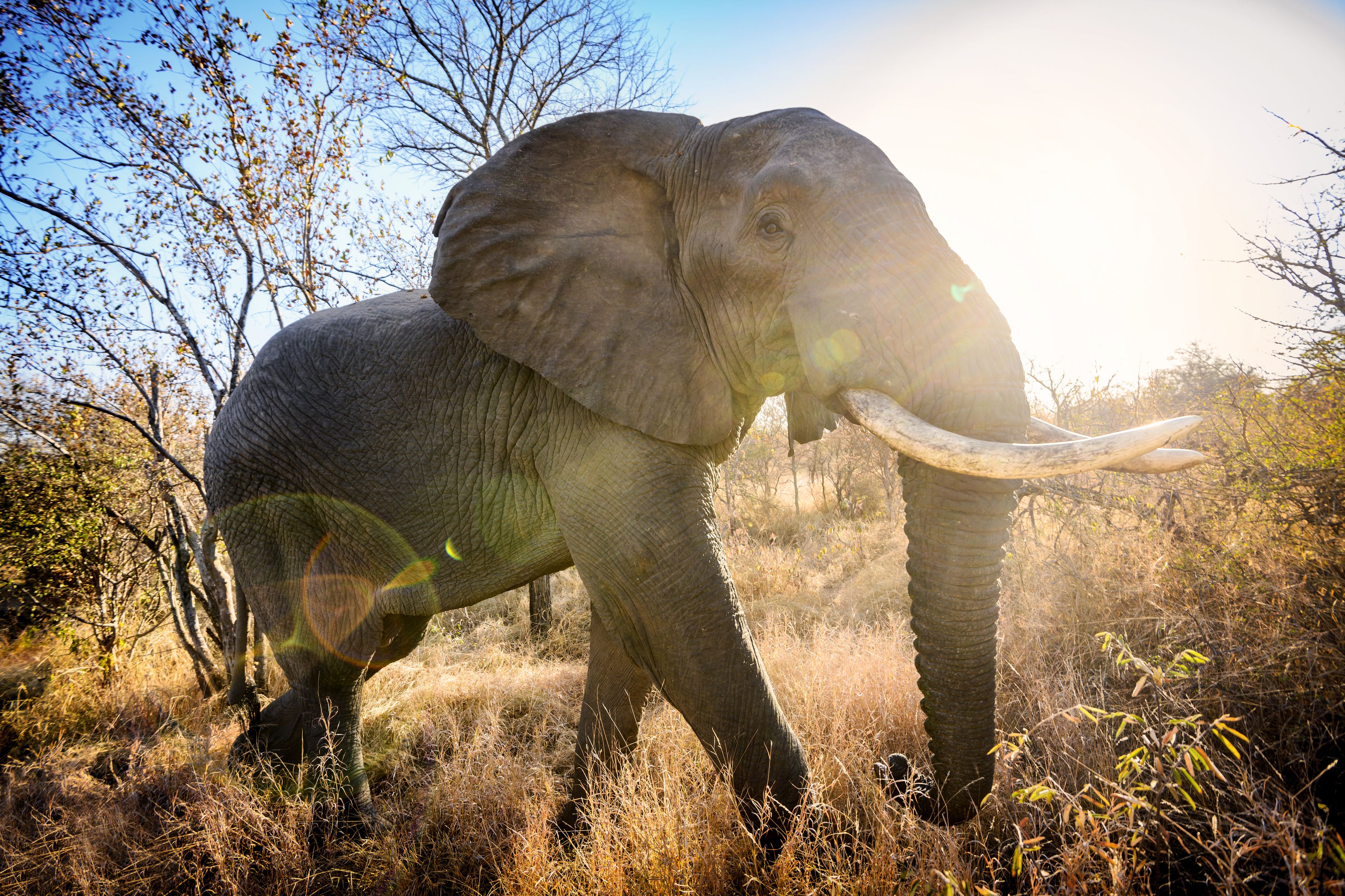 Toro River Lodges Big 5 Safari