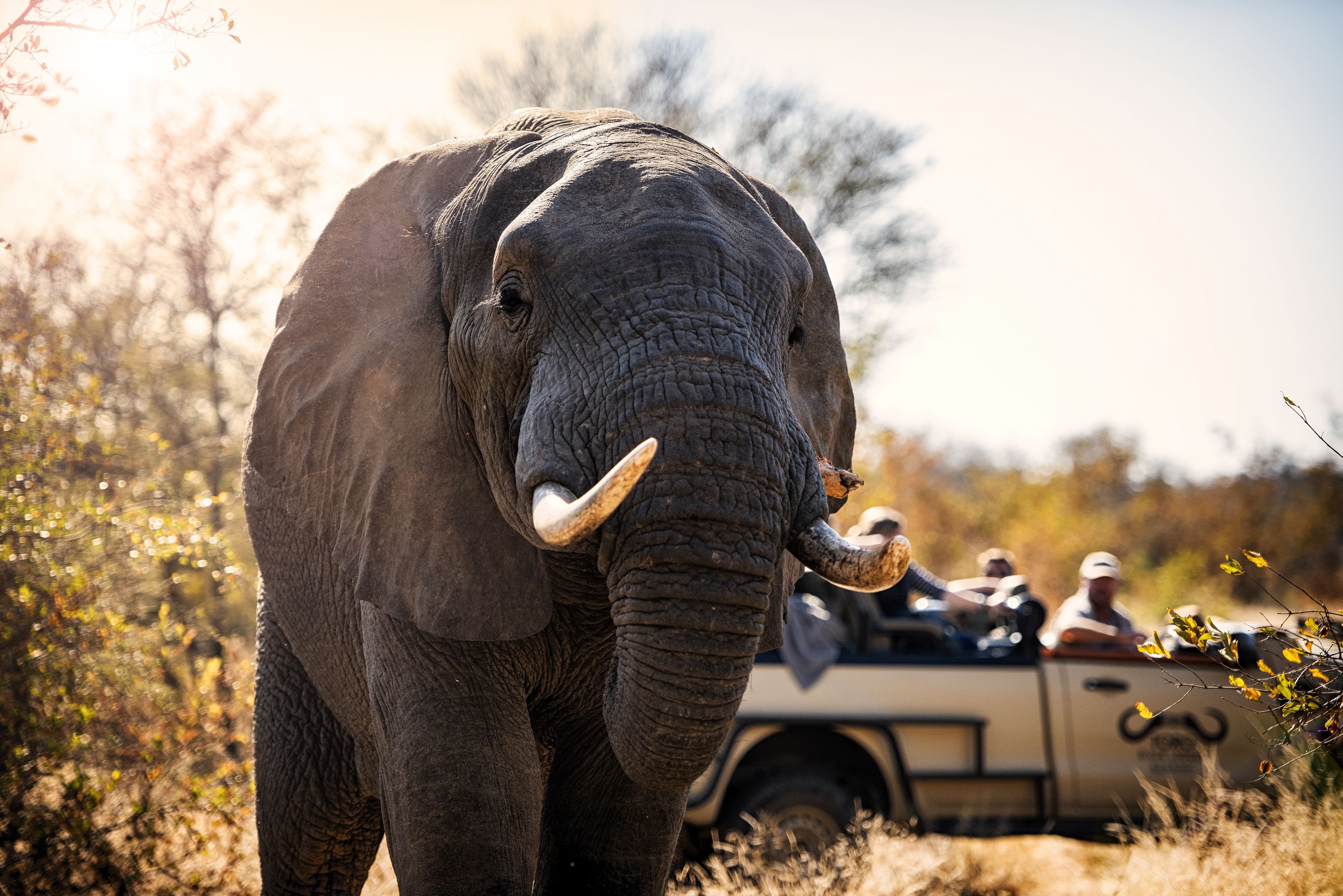 Toro River Lodges Big 5 Safari