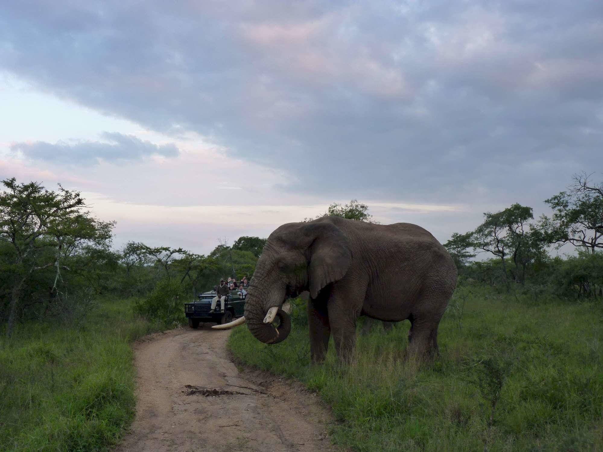 Thornybush Simbambilli Game Lodge