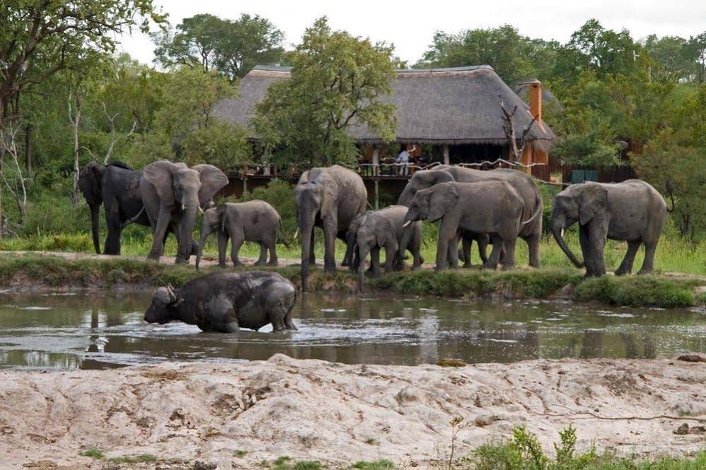Thornybush Simbambilli Game Lodge