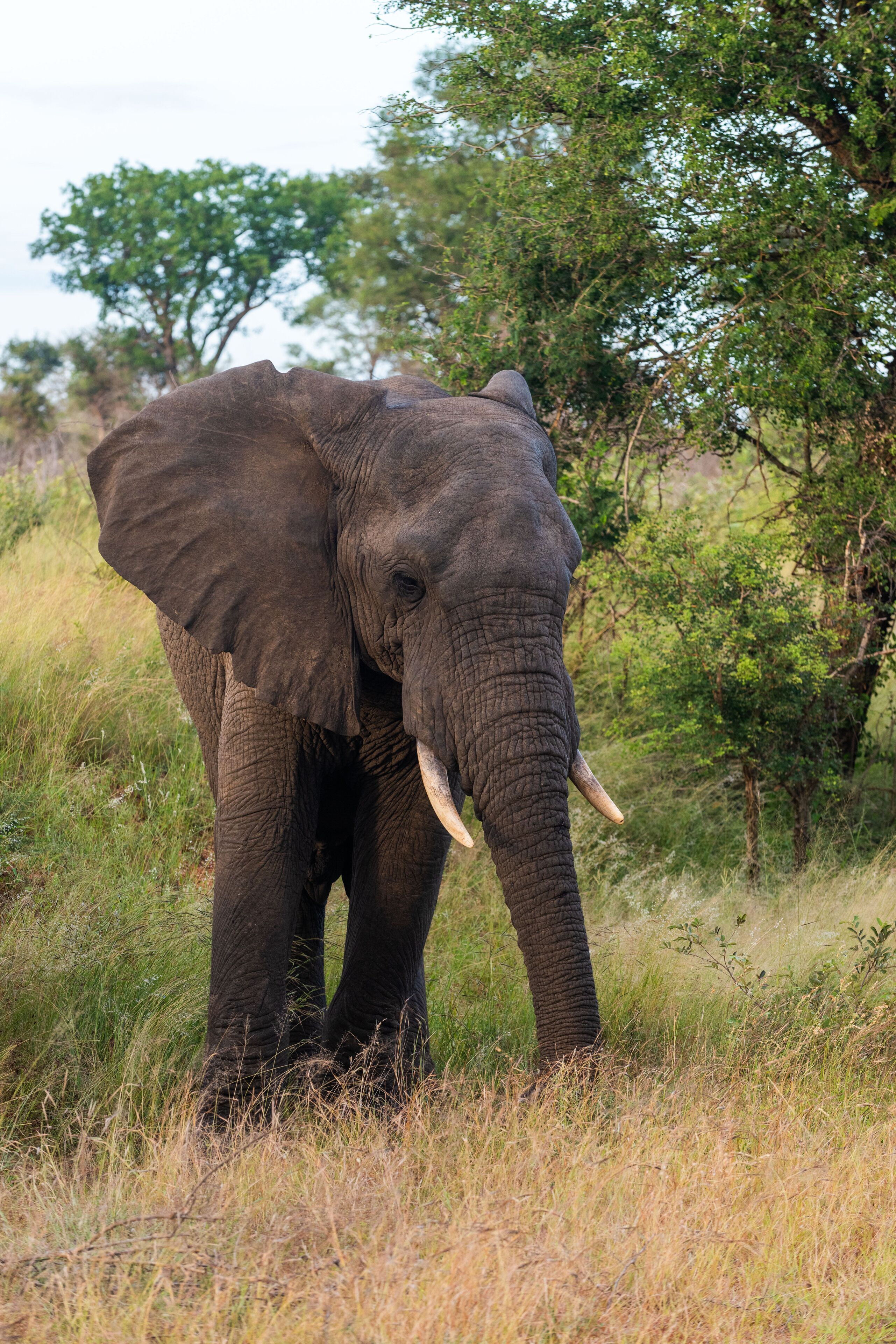 Kruger Shalati - Train on The Bridge & Garden Suites