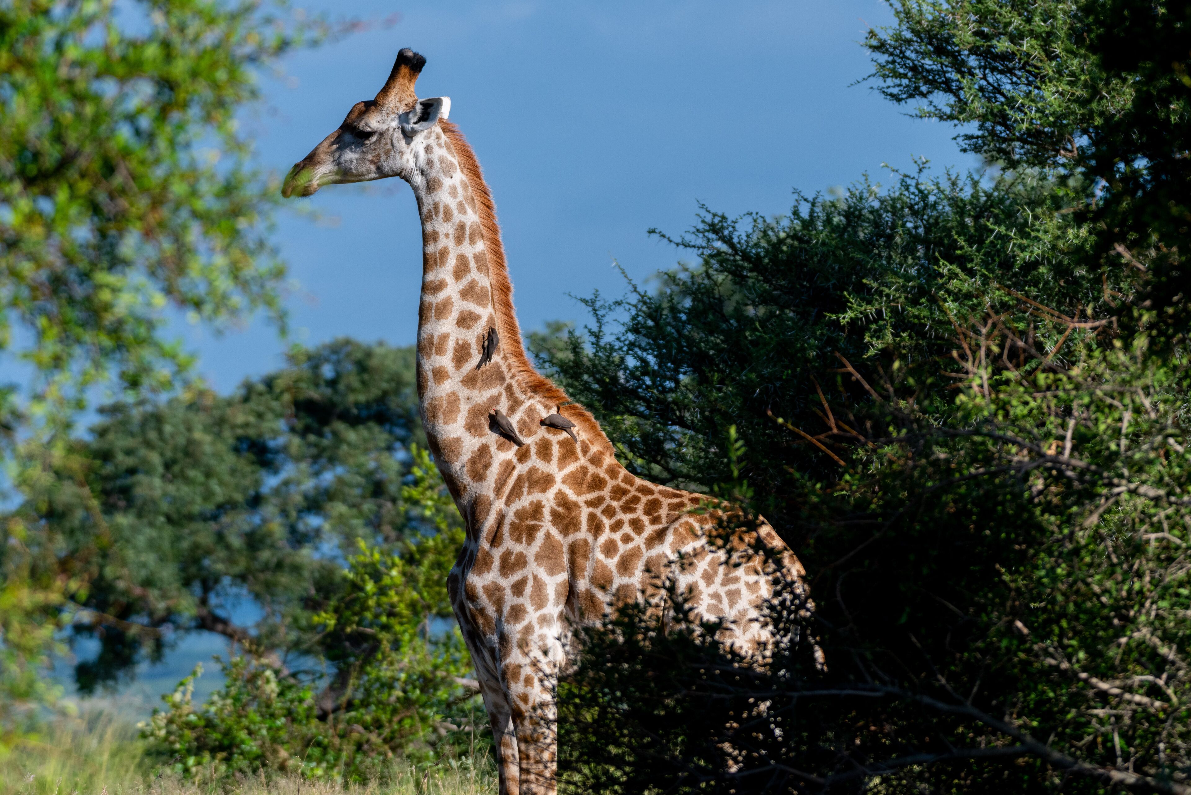 Kruger Shalati - Train on The Bridge & Garden Suites