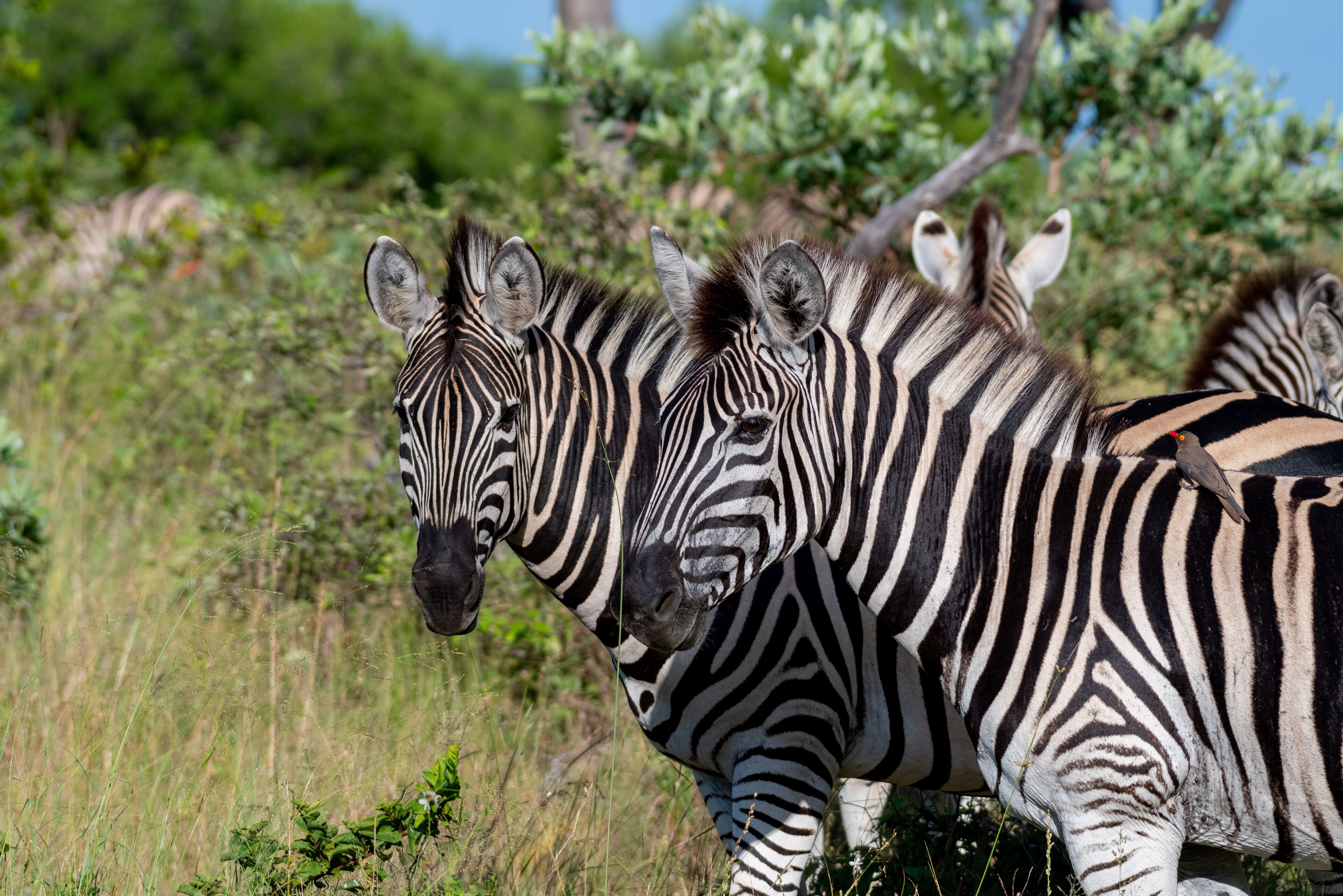 Kruger Shalati - Train on The Bridge & Garden Suites