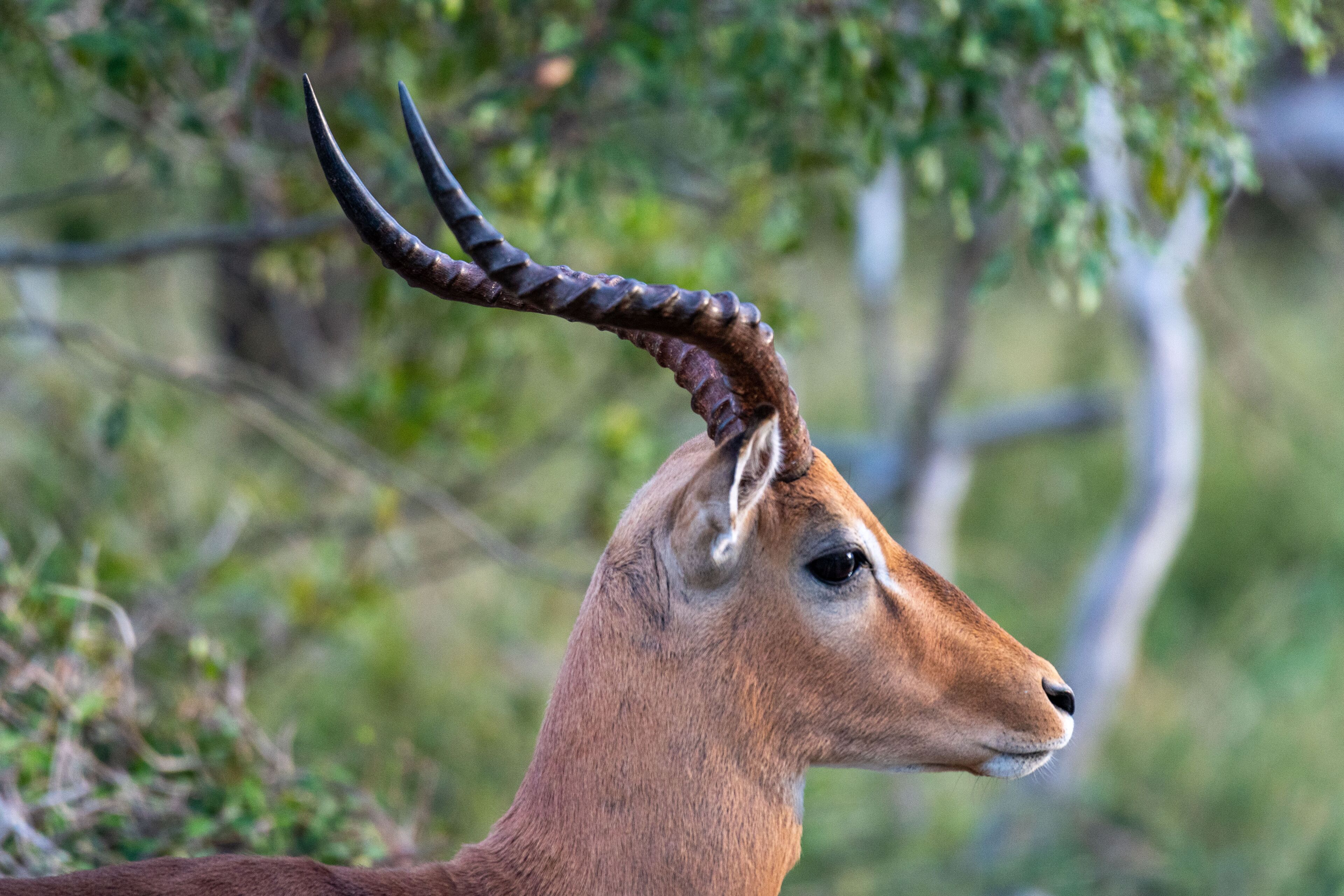 Kruger Shalati - Train on The Bridge & Garden Suites