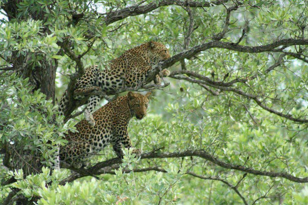 Thornybush Shumbalala Game Lodge