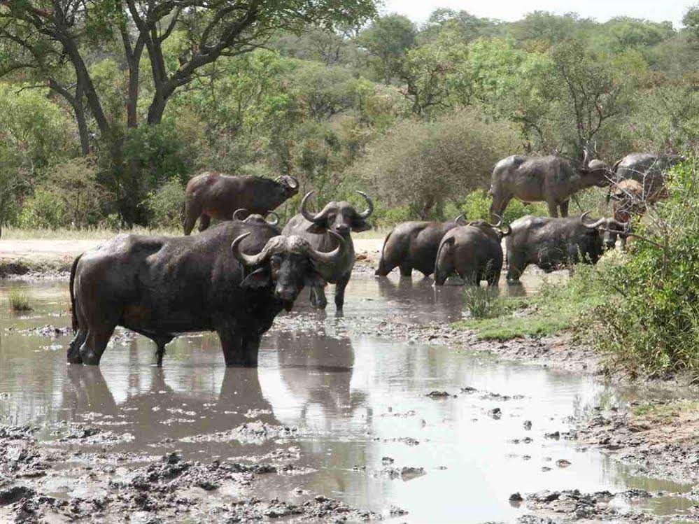 Thornybush Shumbalala Game Lodge