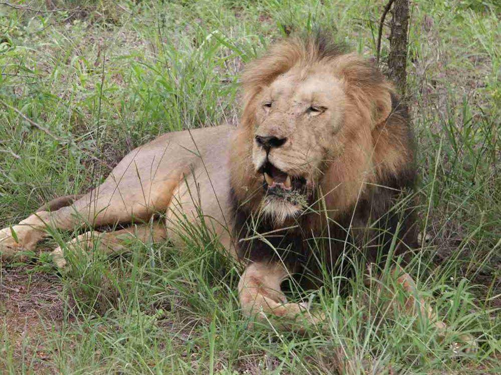 Thornybush Shumbalala Game Lodge