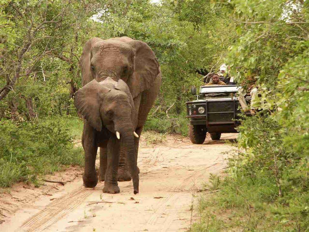 Thornybush Shumbalala Game Lodge