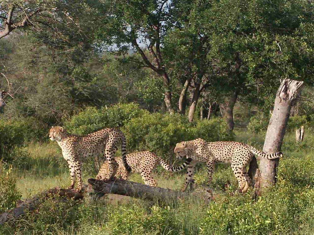 Thornybush Shumbalala Game Lodge