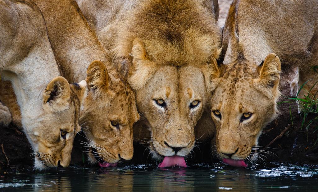 Geiger’s Camp at Motswari Private Game Reserve