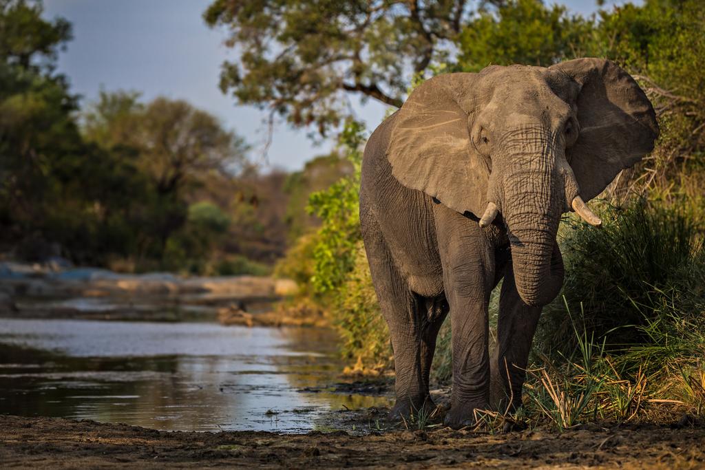 Geiger’s Camp at Motswari Private Game Reserve