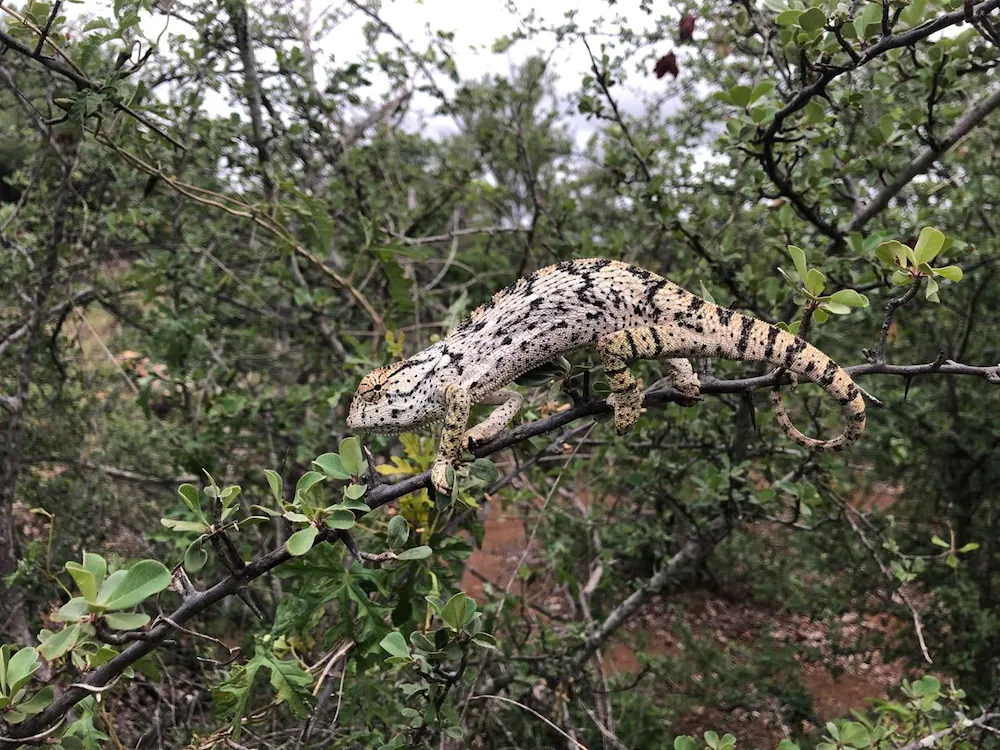 Mthimkhulu Private Game Reserve
