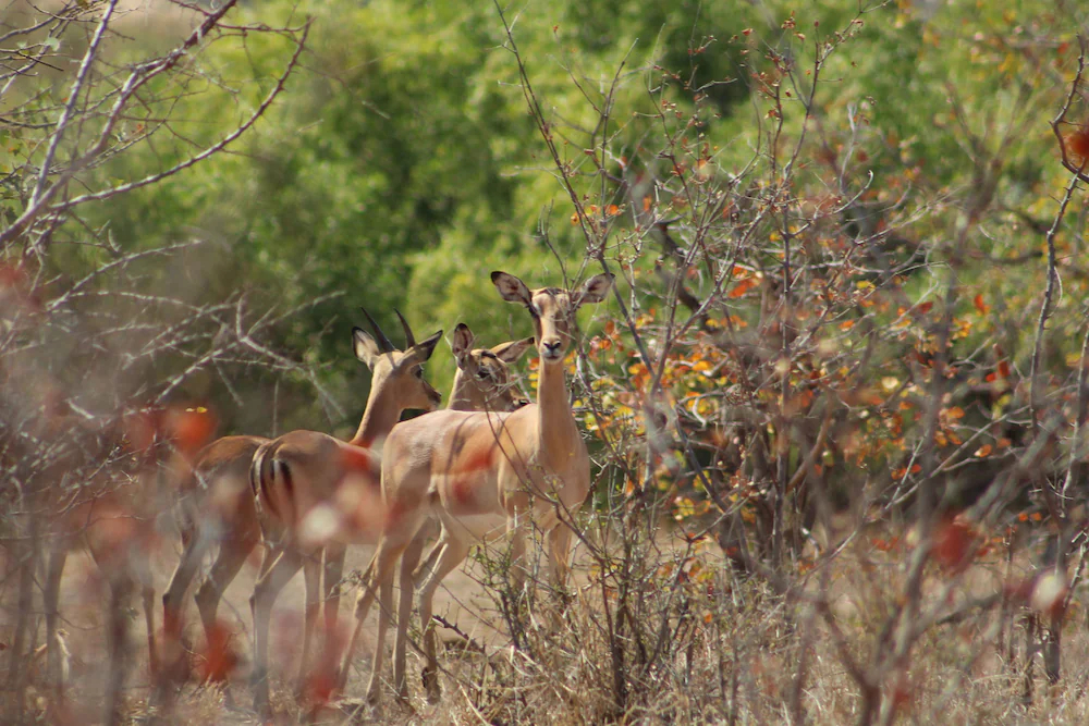 Mthimkhulu Private Game Reserve