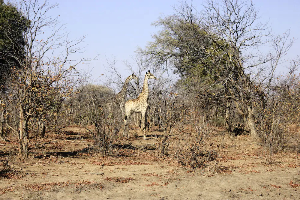 Mthimkhulu Private Game Reserve