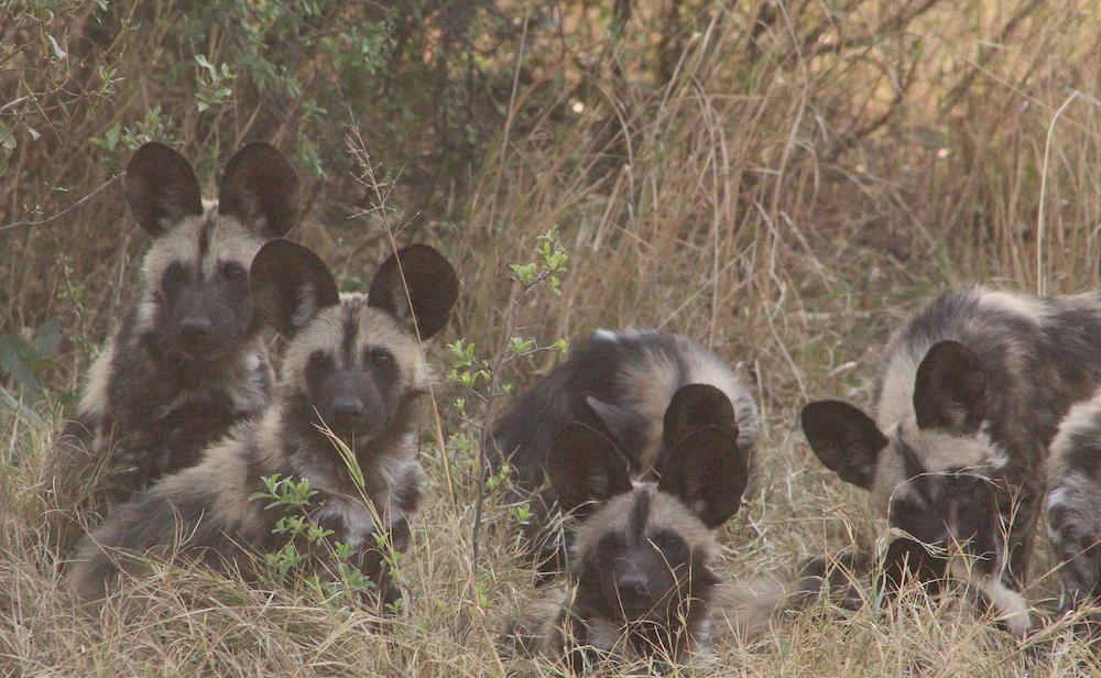 Mthimkhulu Private Game Reserve