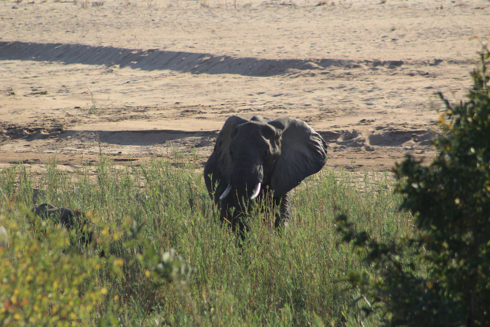 Mthimkhulu Private Game Reserve