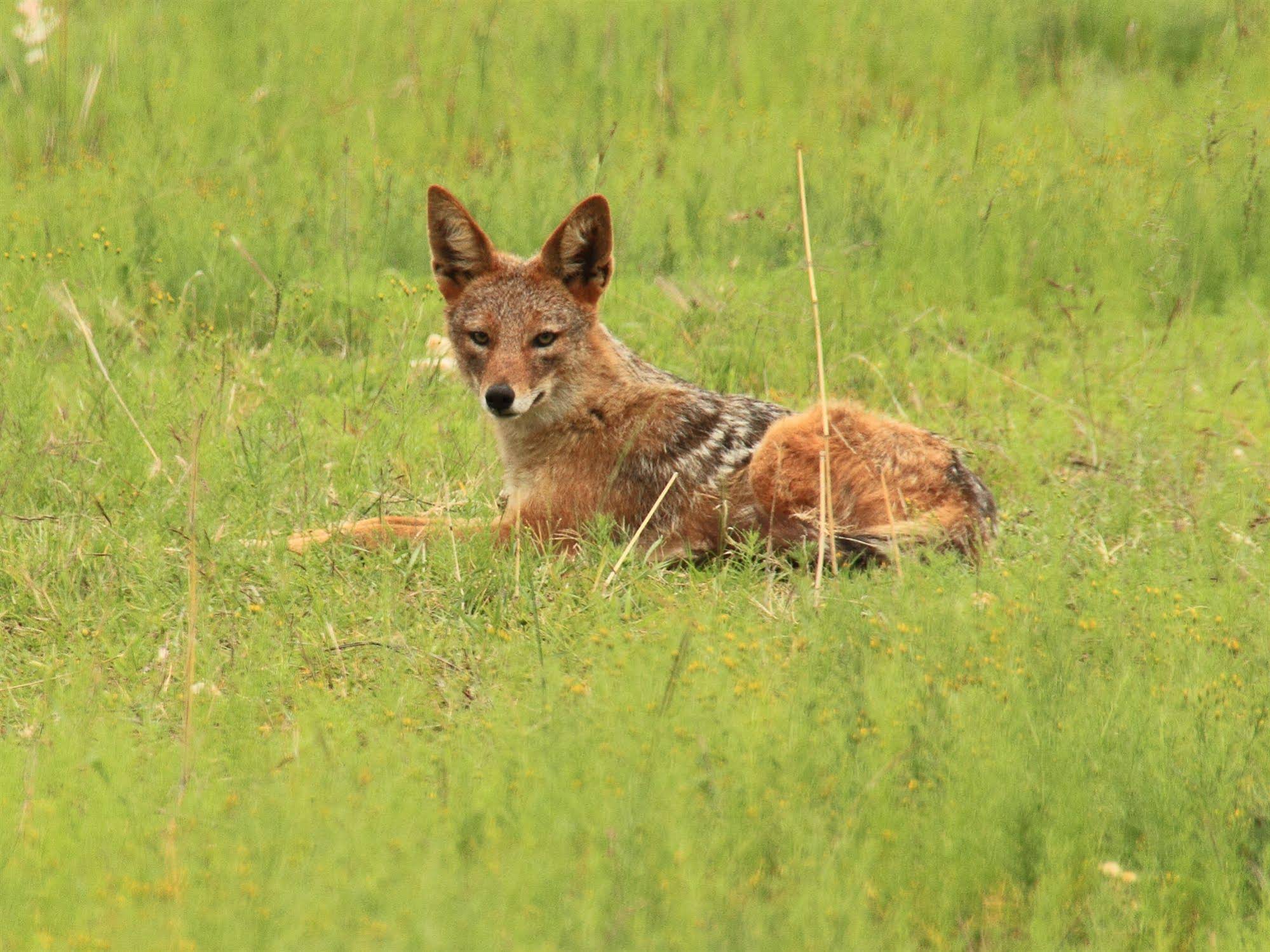 Nkomazi Private Game Reserve