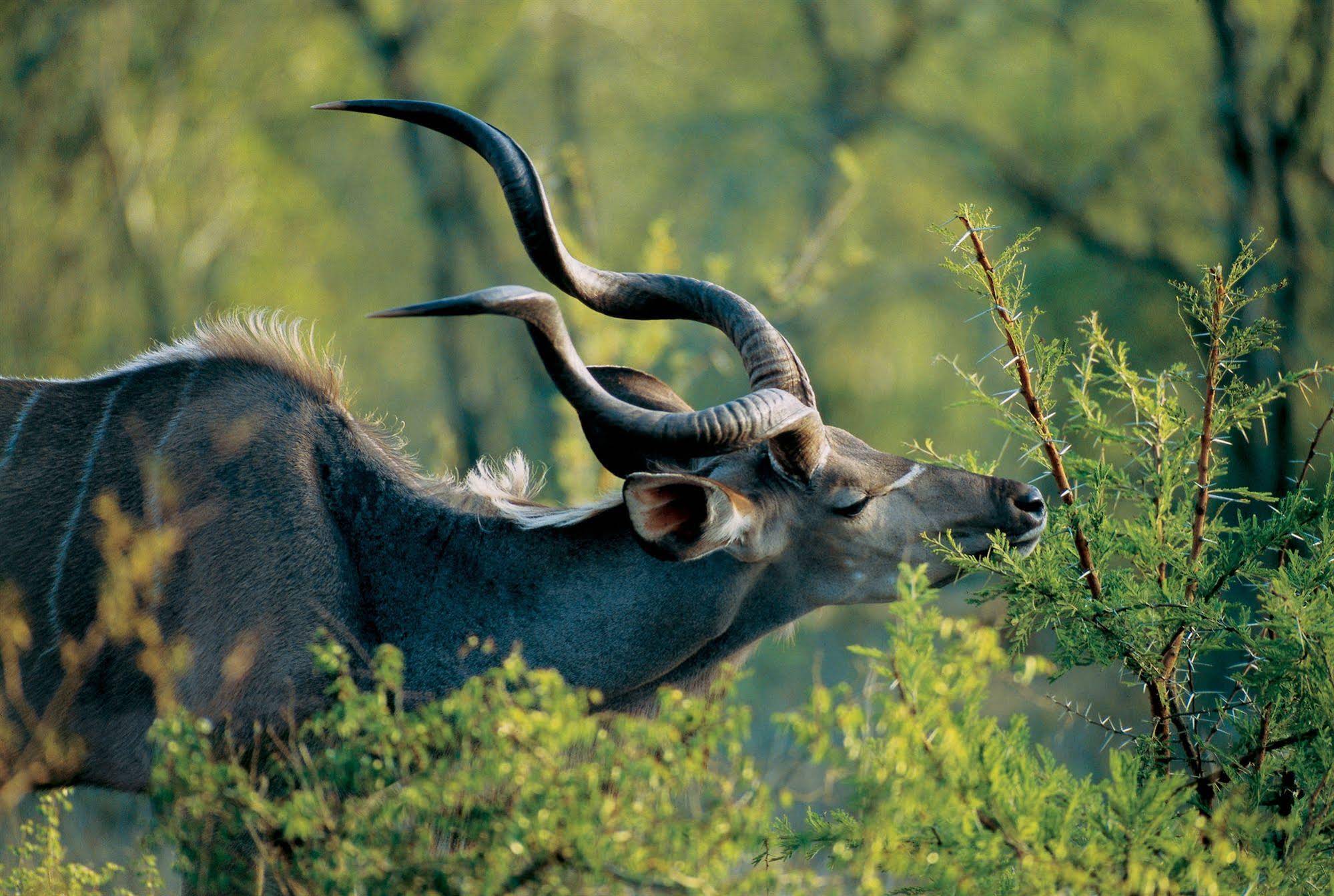 Nkomazi Private Game Reserve