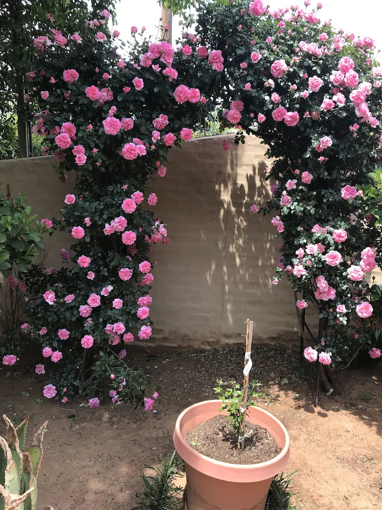 Clarens Butterfly Villa