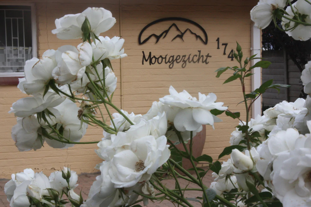Mooigezicht