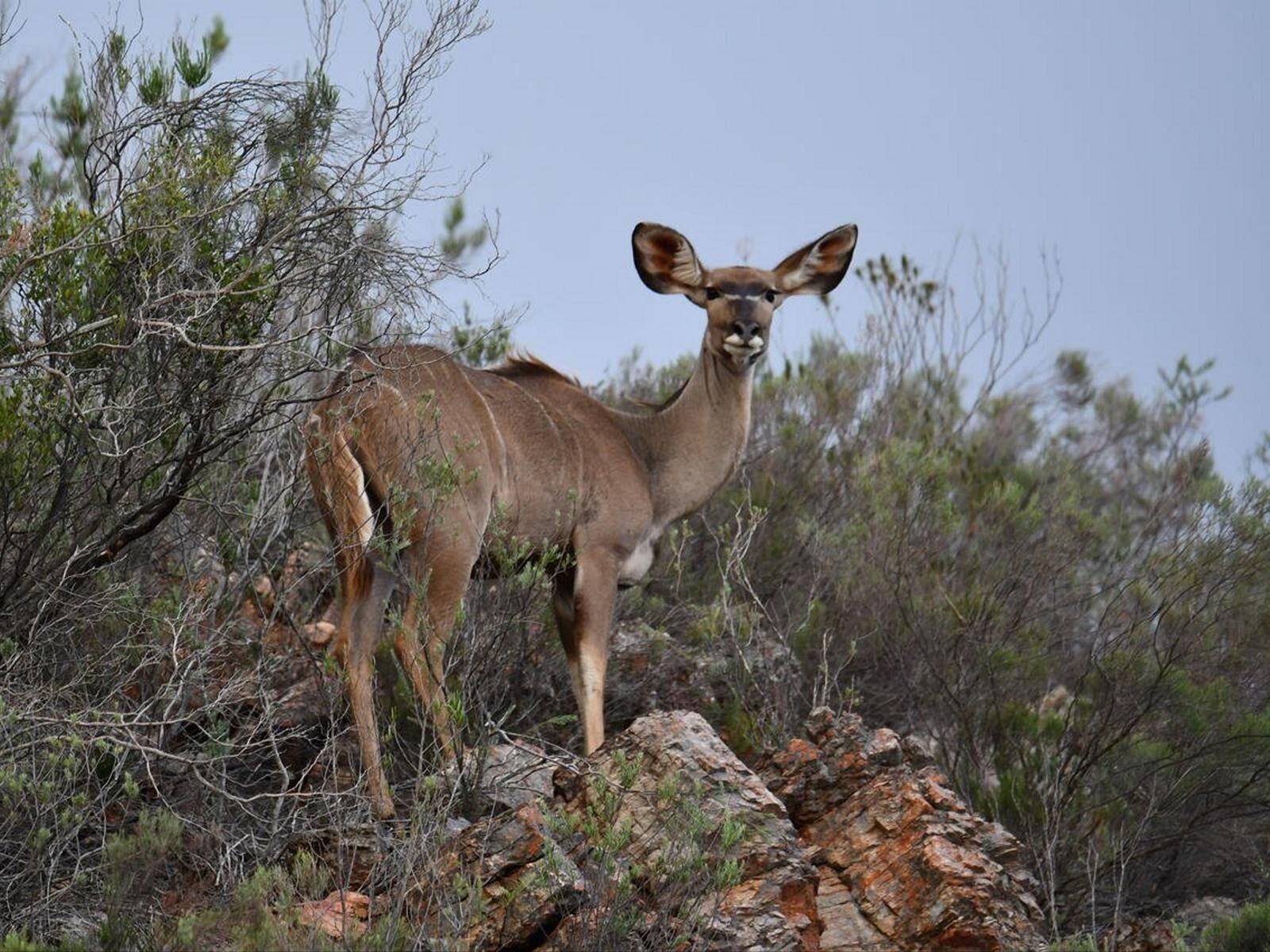 Karoo Escapes