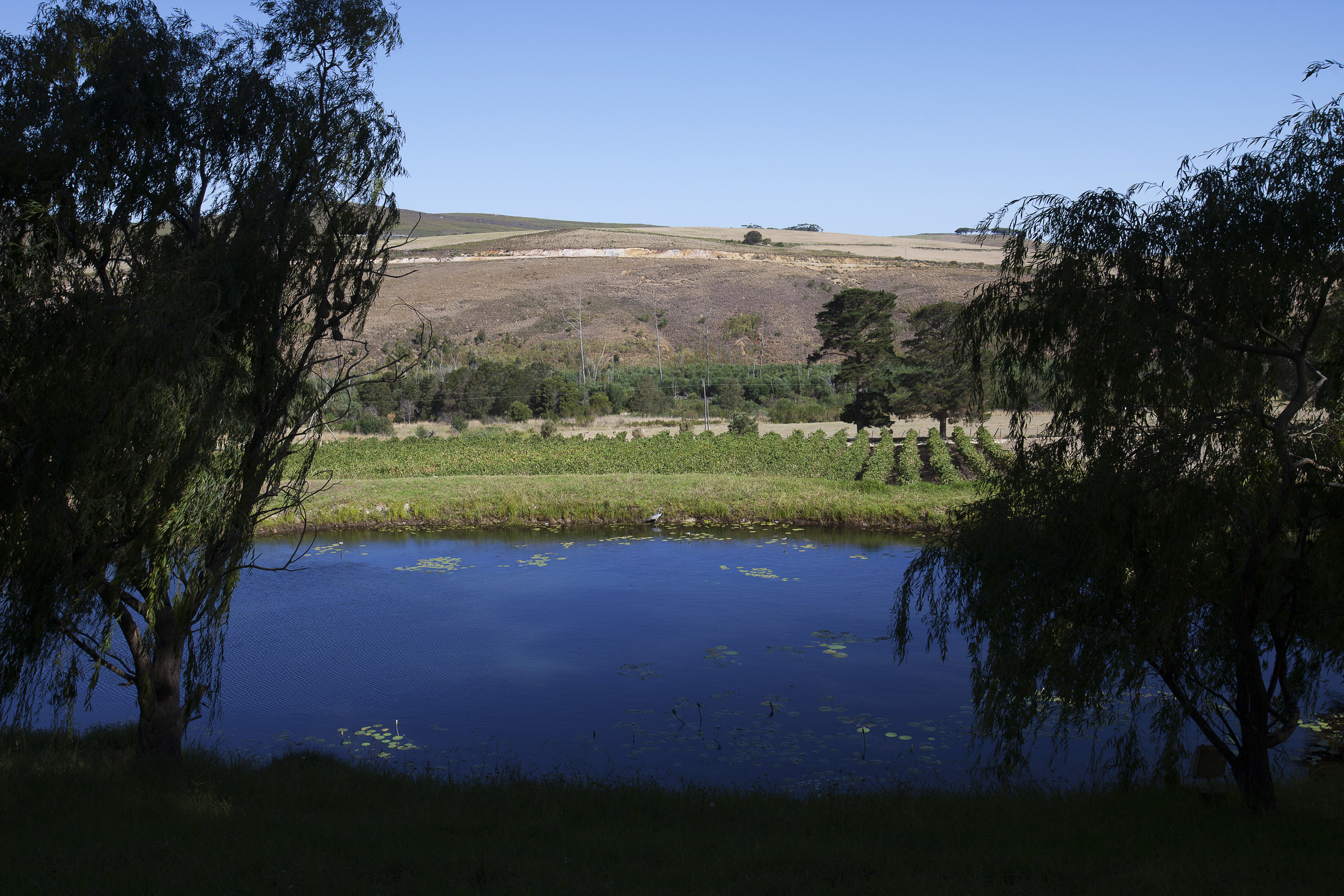 Blue Gum Country Estate