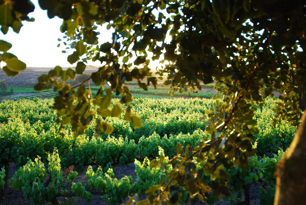 Melkboomsdrift Guest Lodge and Conference Centre