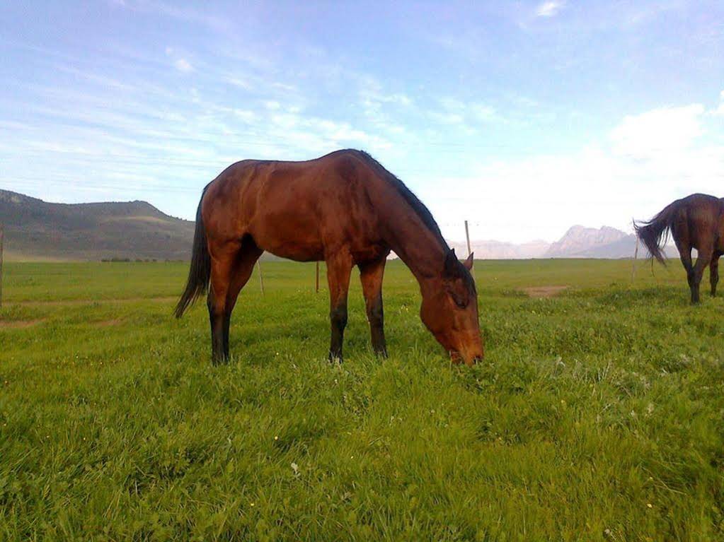 Paarl Diamant Equestrian and Guest Farm