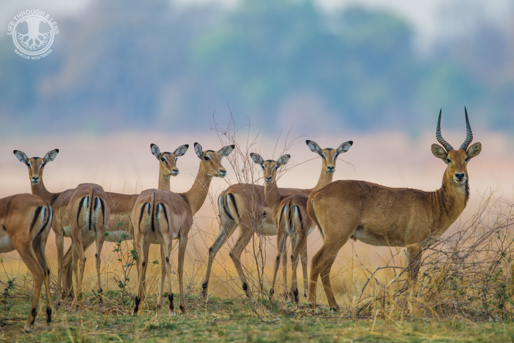 Luambe Camp