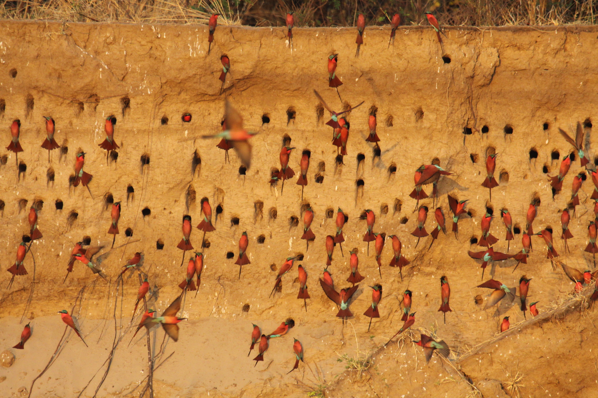 Luambe Camp