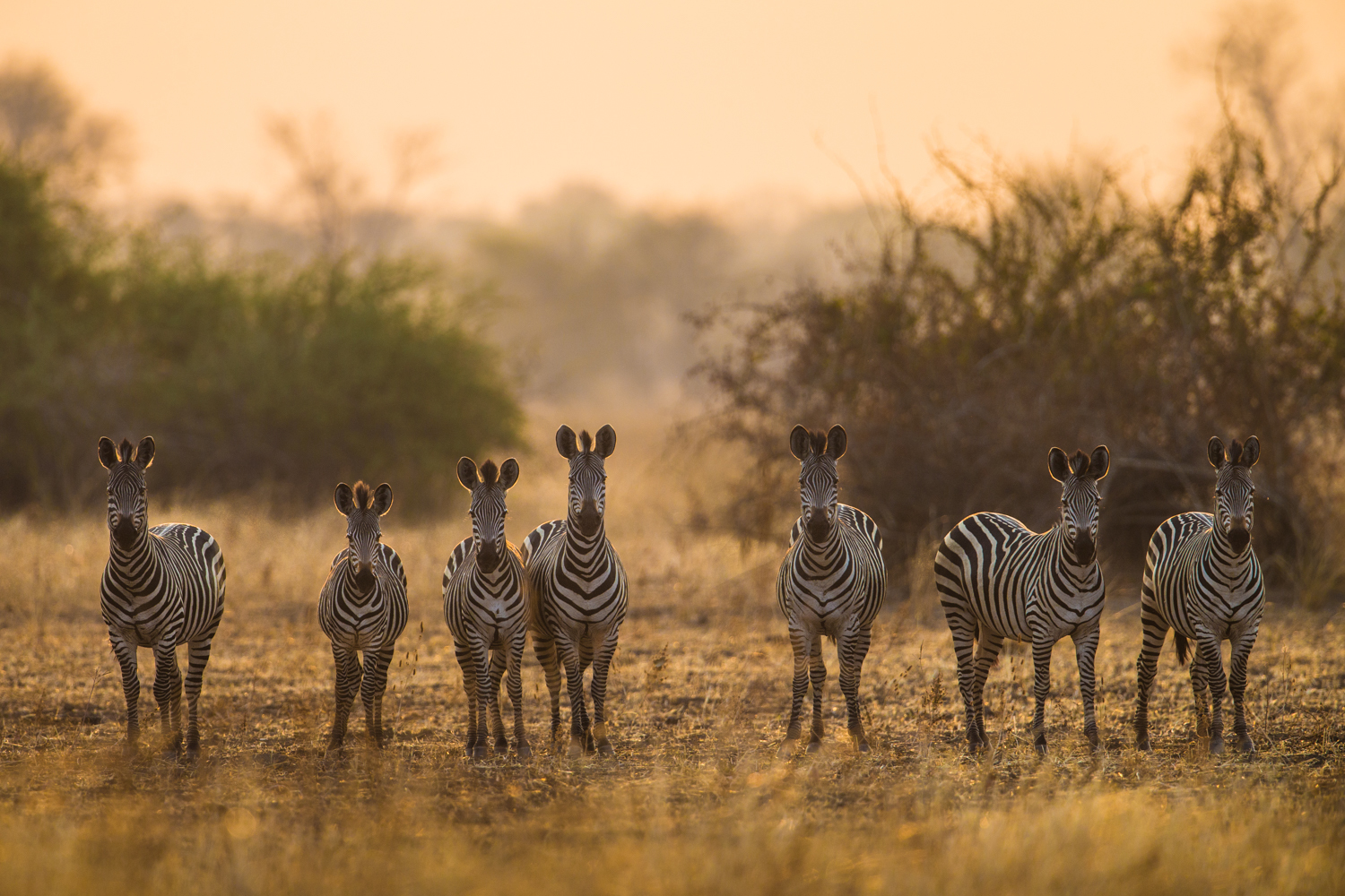 Luambe Camp