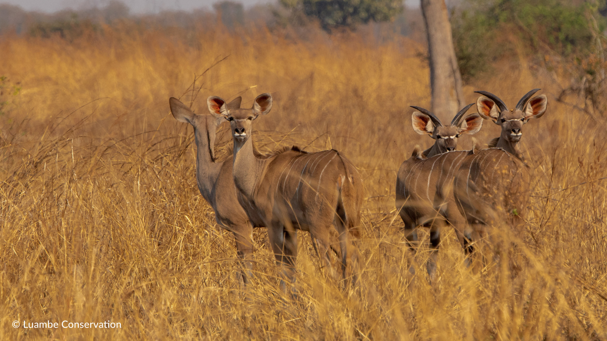 Luambe Camp