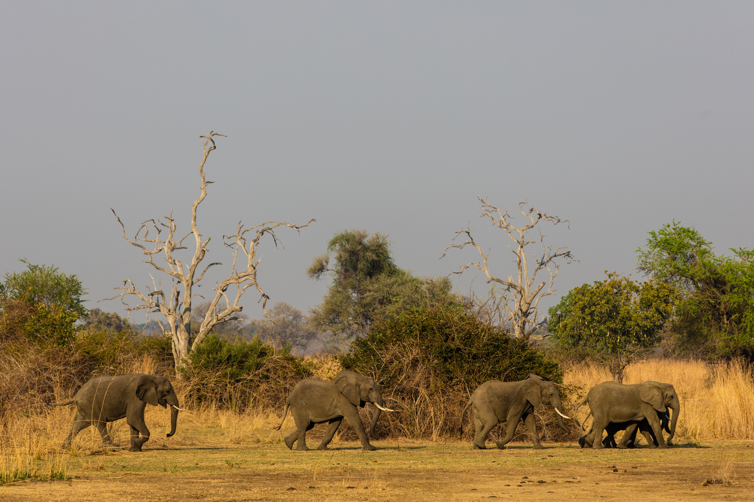 Luambe Camp