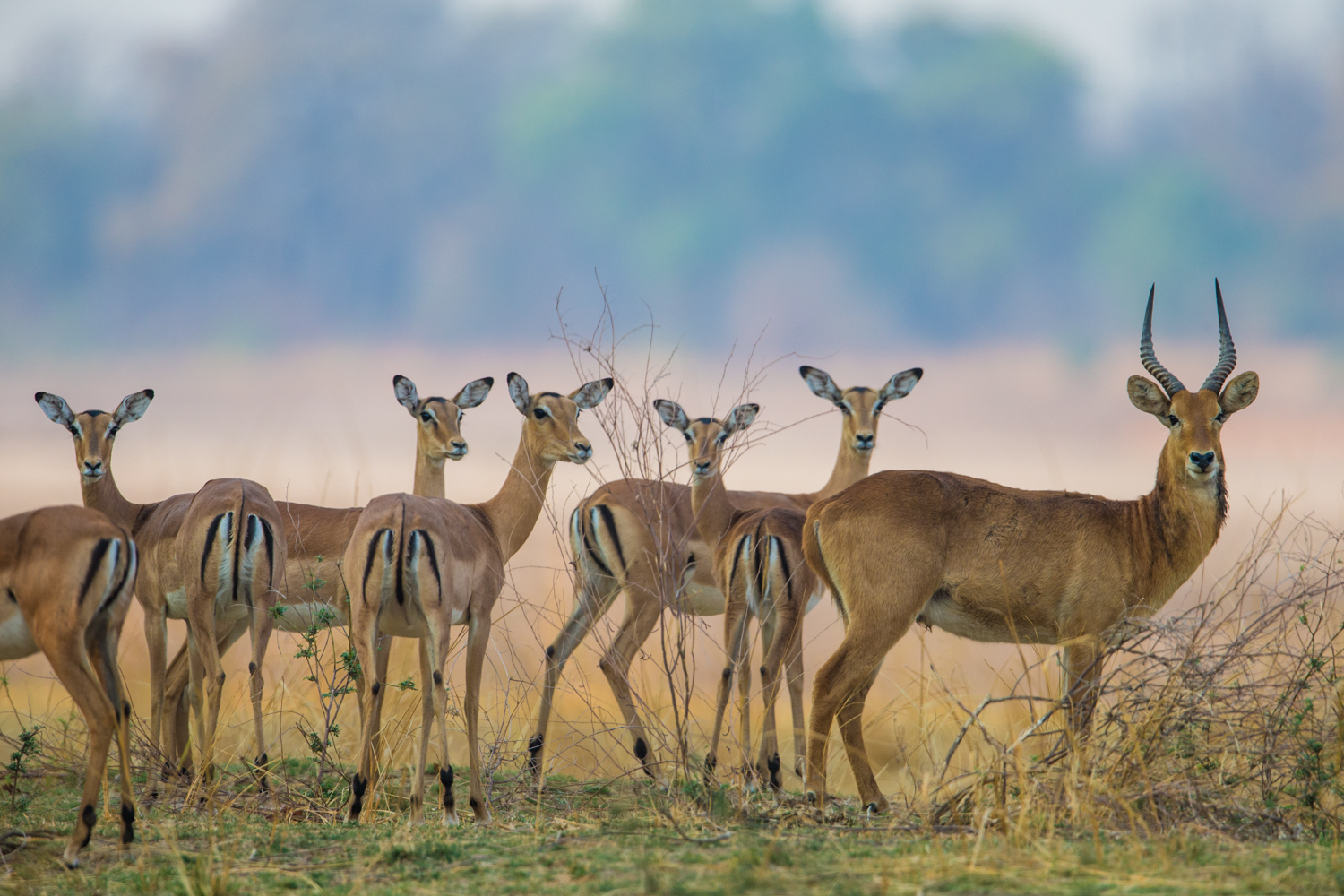 Luambe Camp