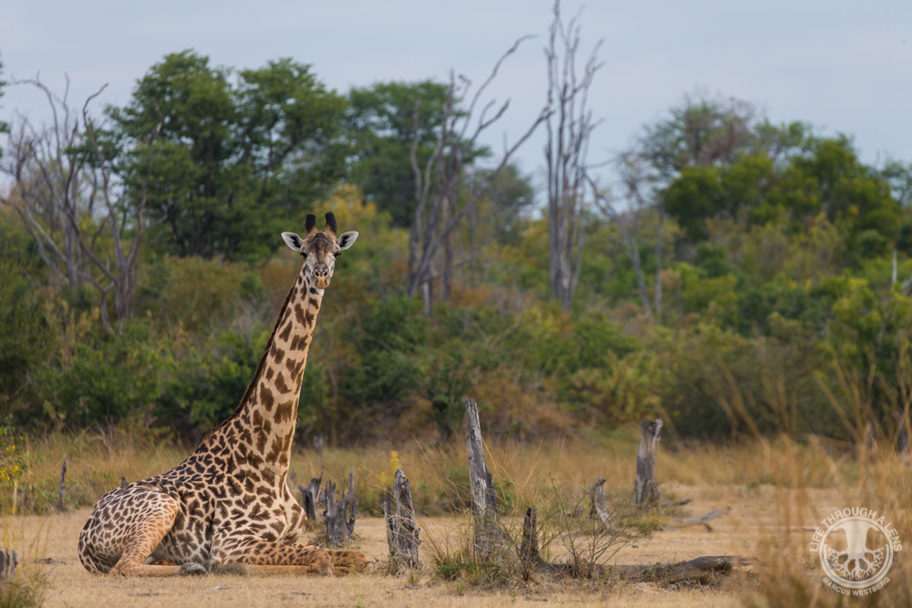 Luambe Camp