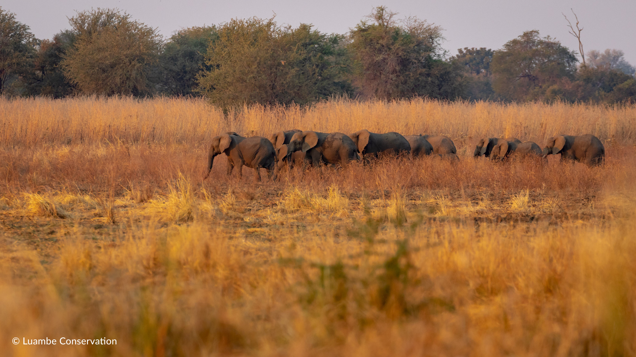 Luambe Camp