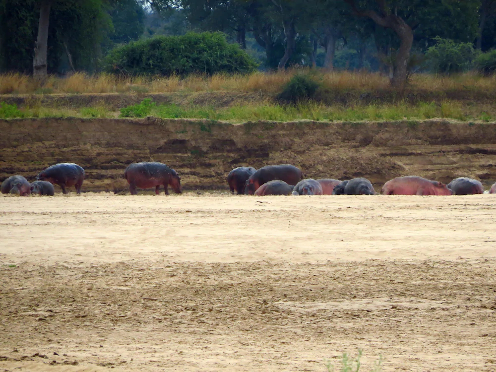 Zikomo Safari Camp