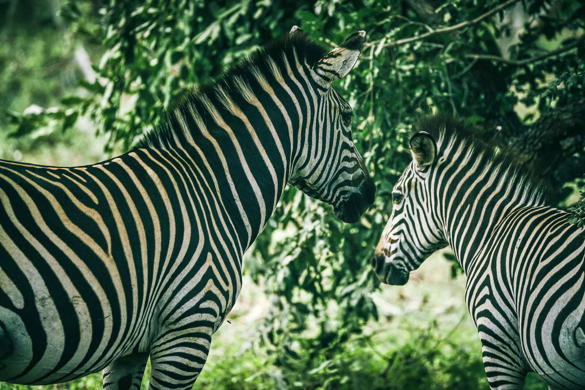 AVANI Victoria Falls Resort