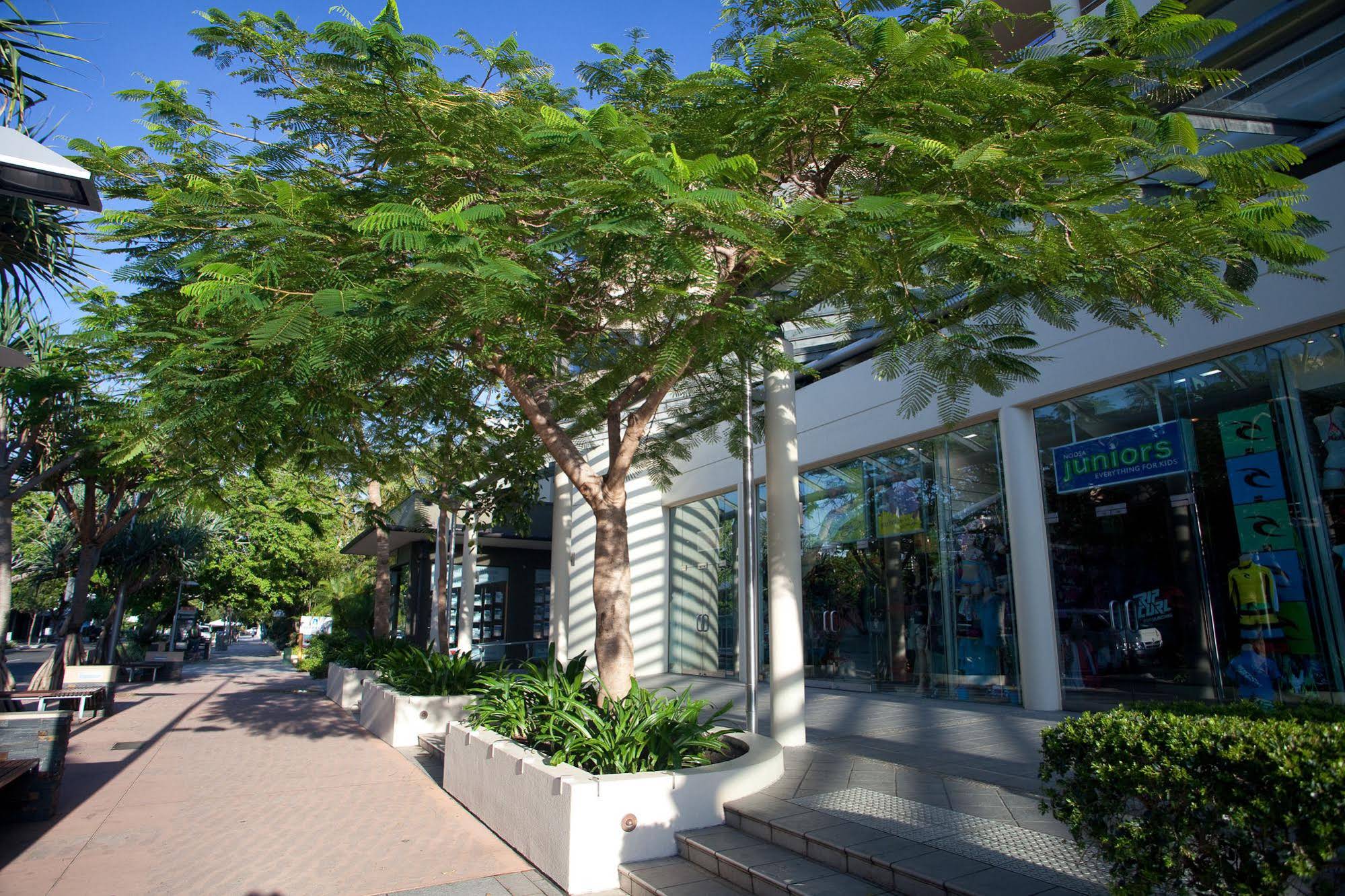 Tingirana Noosa