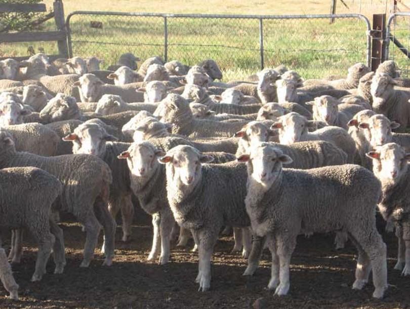 Curringa Farm