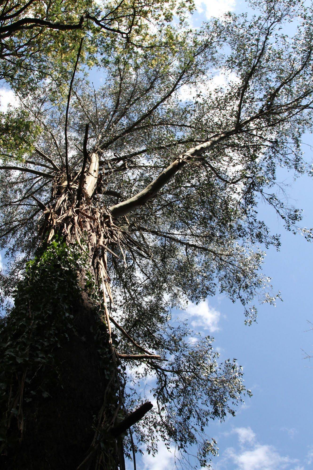 Forest Edge Cottage at Merrow Cottages