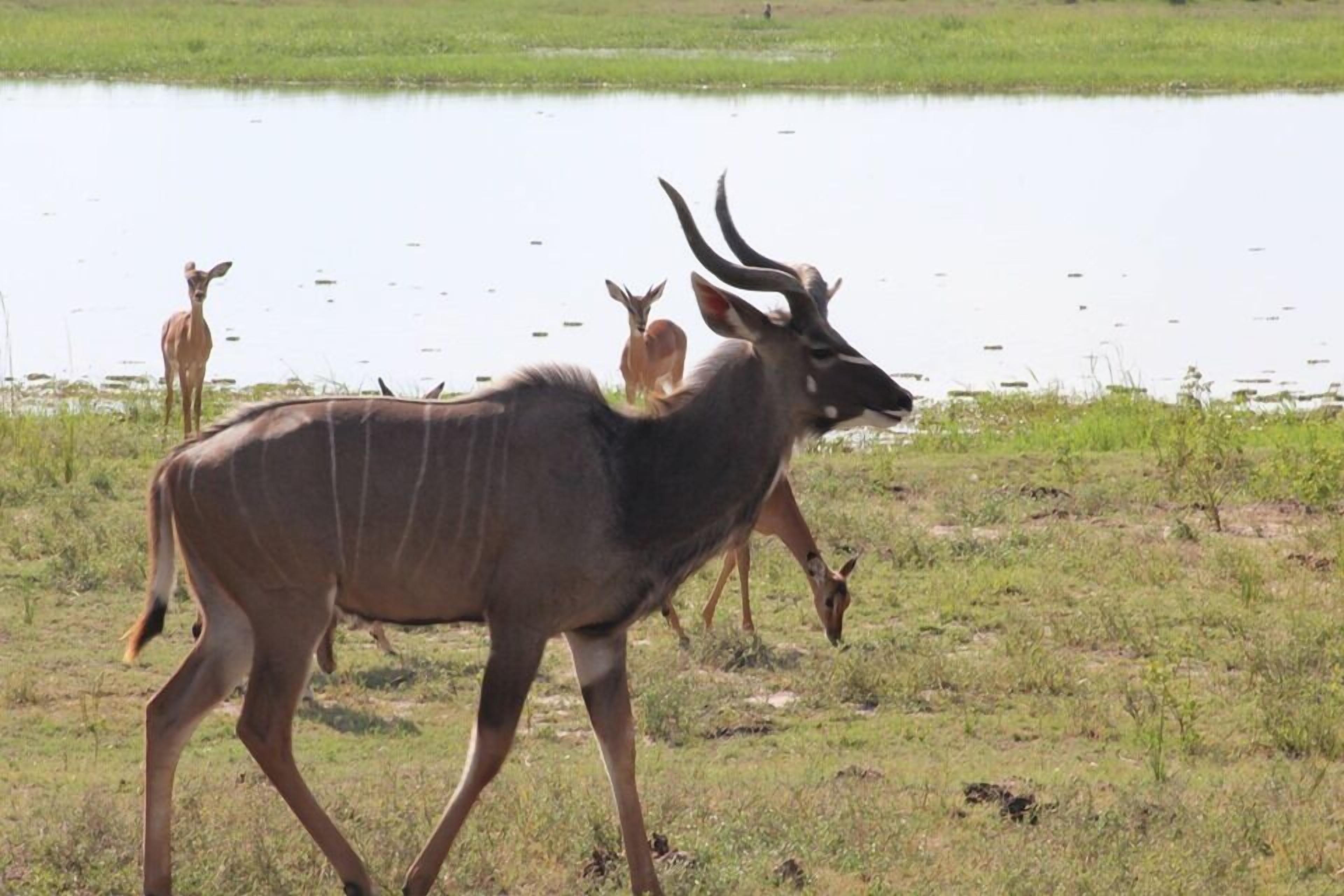 Sandpiper Villas Chobe