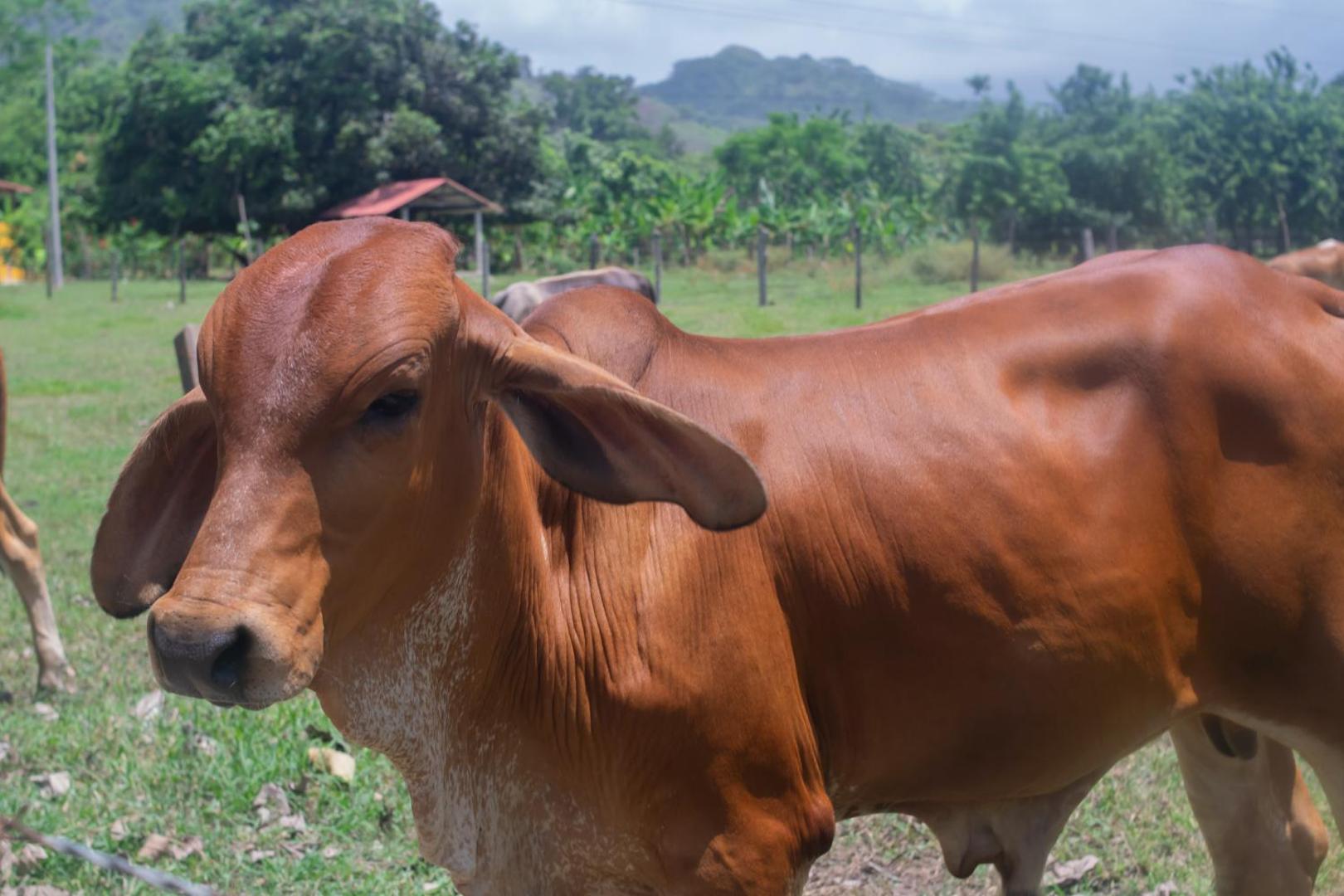 Senderos del Mar Tayrona